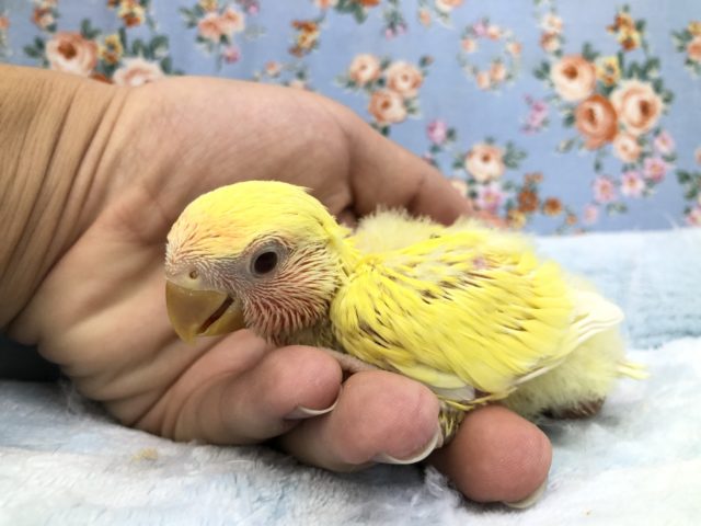 コザクラインコ（小桜インコ）