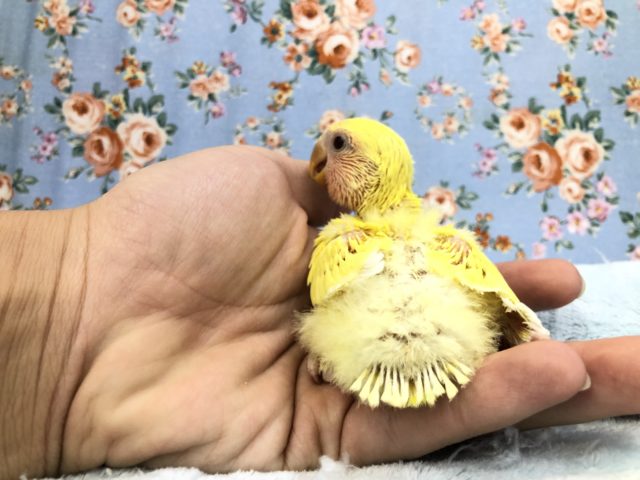 コザクラインコ（小桜インコ）