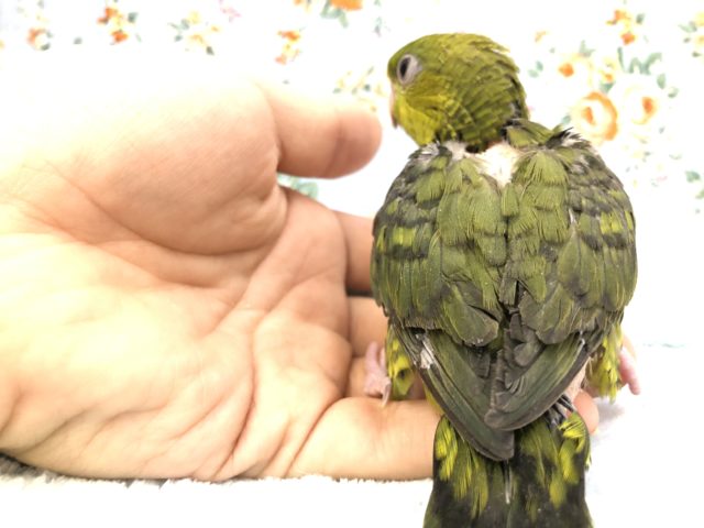 サザナミインコ