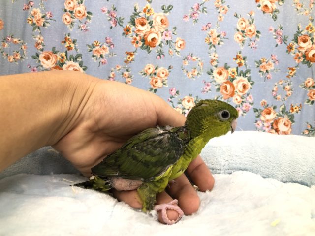 サザナミインコ