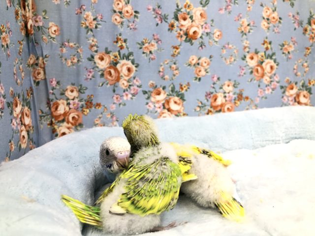 セキセイインコ