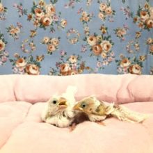 人気のブンブン　白　　１１／２７撮影