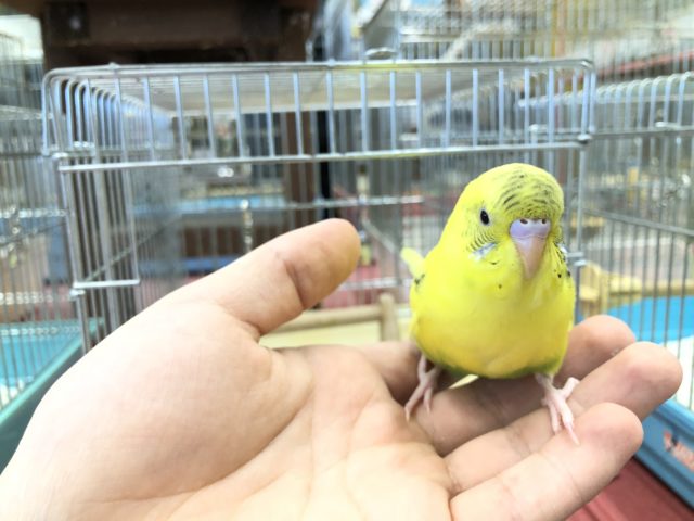 セキセイインコ