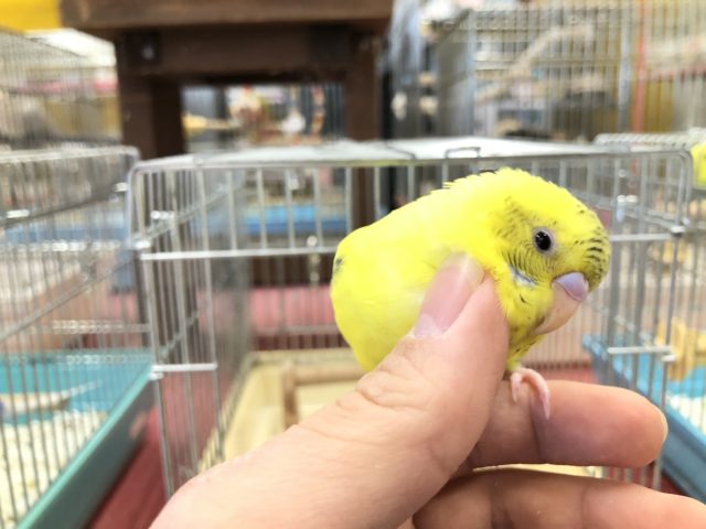 セキセイインコ