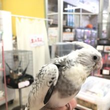 ホワイトフェイスやってきました　　１１／９撮影