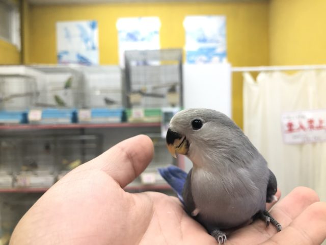 コザクラインコ（小桜インコ）