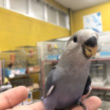 鮮やかブルーカラー　１１／１６撮影