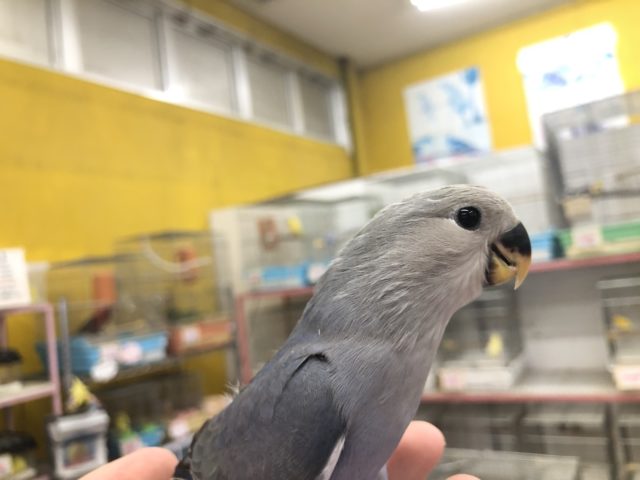 コザクラインコ（小桜インコ）