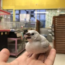 シルバー文鳥入舎です　　１１／９撮影