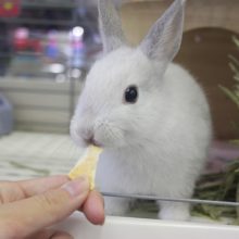 真っ白可愛い！！ドワーフラビット（フロスティ）