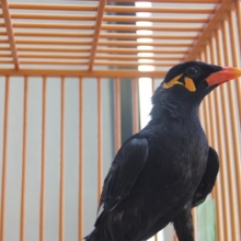 「お～はよ」が言えるようになってきた！九官鳥