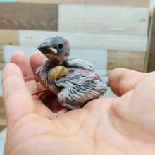 スンッとした表情も可愛い♡シルバー文鳥さん！！