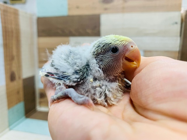 コザクラインコ（小桜インコ）