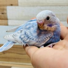爽やかなブルー♪セキセイインコ(スパングル)さん☆