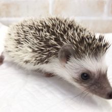 なんだか馴れそう！ヨツユビハリネズミ（パイド）