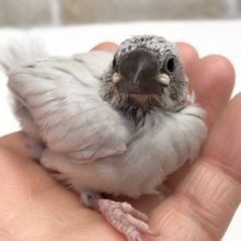 ごはんたくさん食べてます！シルバー文鳥