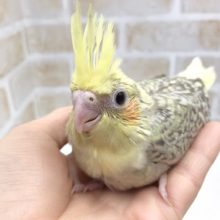 成長が楽しみ！オカメインコ（シナモンパール）