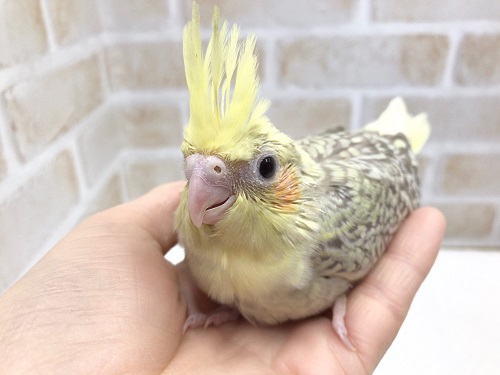 成長が楽しみ！オカメインコ（シナモンパール）