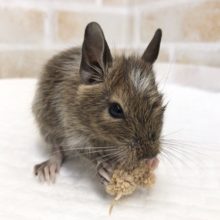 大物の予感？デグー（パイド）　女の子