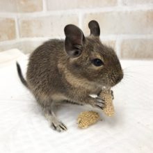 慎重派女子！デグー（ノーマル）　女の子