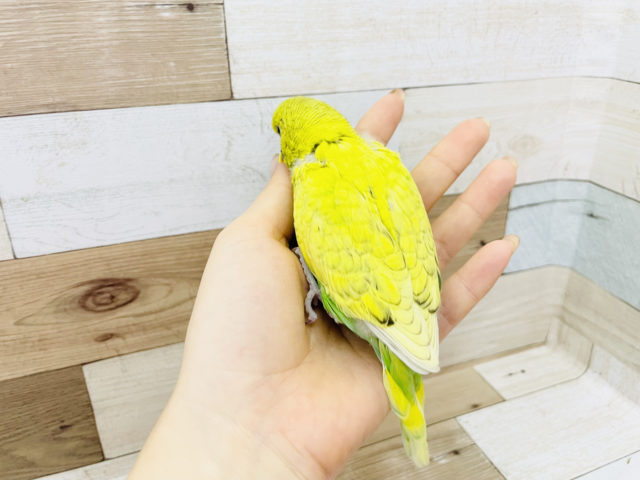 ジャンボセキセイインコ