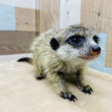 元気いっぱい☆ミーアキャットの女の子②