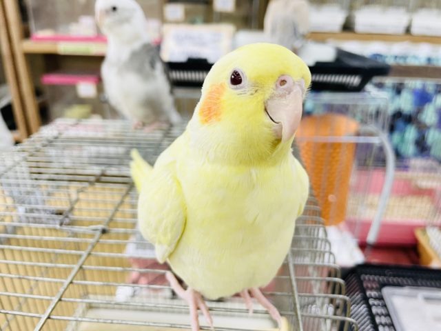 オカメインコ