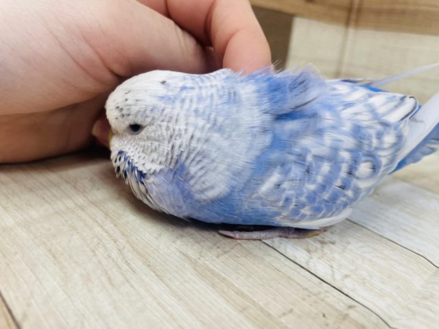 ジャンボセキセイインコ