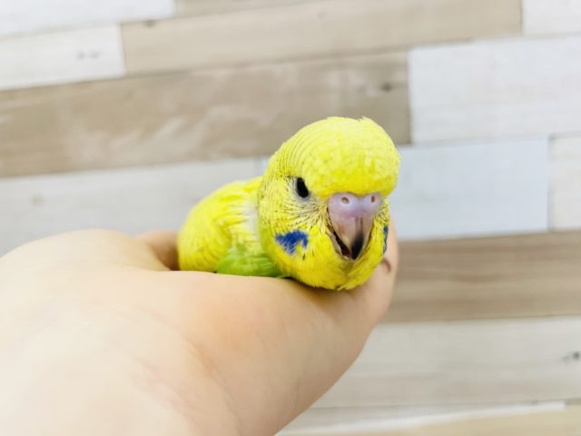 ジャンボセキセイインコ