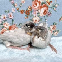 シルバー文鳥🐦久しぶり入舎  12/11