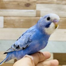 模様が個性的！セキセイインコオパーリン