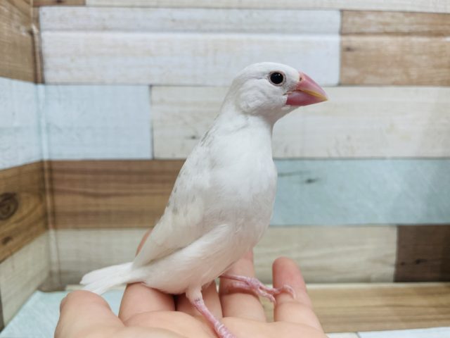 羽がキレイに生え揃いましたよ〜キュンってきますよね♡白文鳥さん！