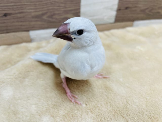 シルバー文鳥