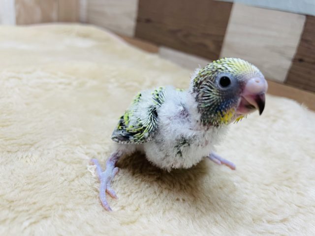 セキセイインコ