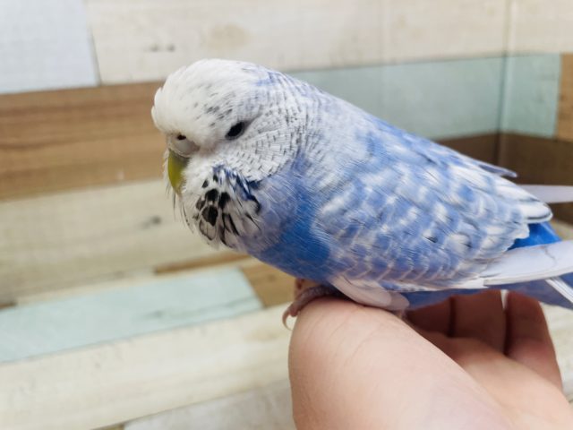 ジャンボセキセイインコ