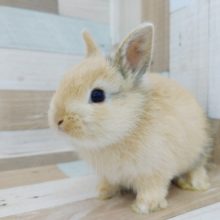 ドワーフラビットさん(トーティ)入荷いたしました～💓