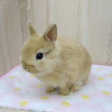 オレンジカラーのドワーフラビットさん来ましたよ〜