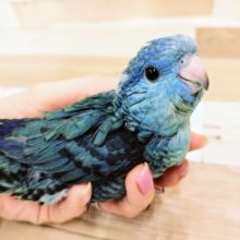 フィット感がたまらない！！サザナミインコさん(ブルー)入荷しました♥️