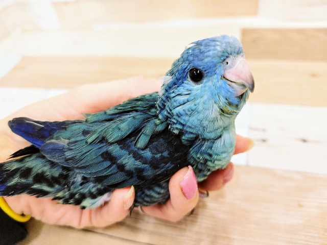 フィット感がたまらない！！サザナミインコさん(ブルー)入荷しました♥️