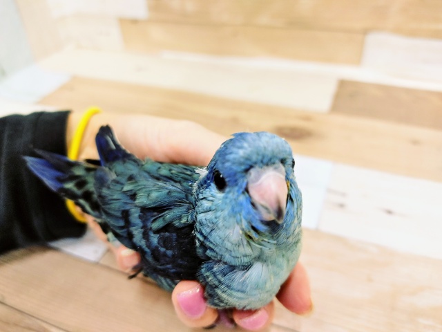 サザナミインコ