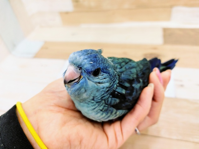 サザナミインコ