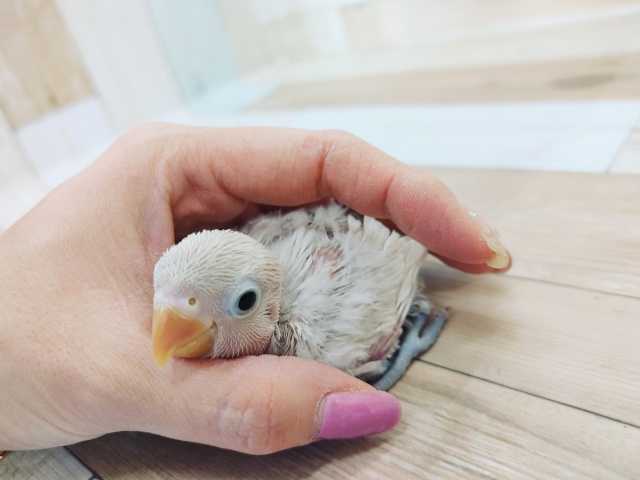 ボタンインコ