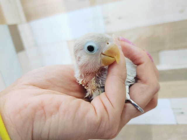 ボタンインコ