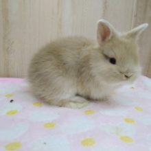 優しいミルクティーカラーのライオンラビットさん来ましたよ〜