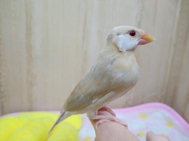 シナモン文鳥