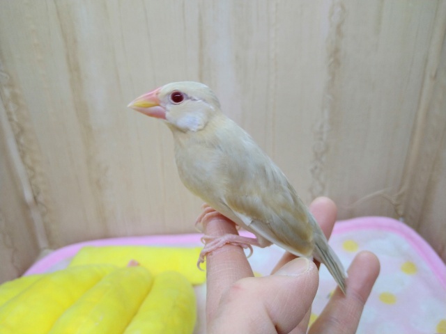 シナモン文鳥