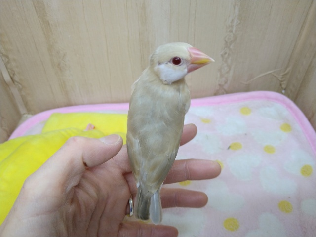 シナモン文鳥