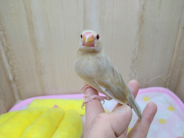 シナモン文鳥