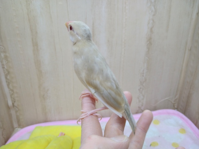 シナモン文鳥