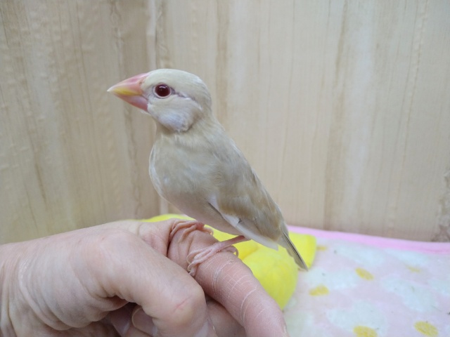 安心サイズのシナモン文鳥さん！いますよ〜